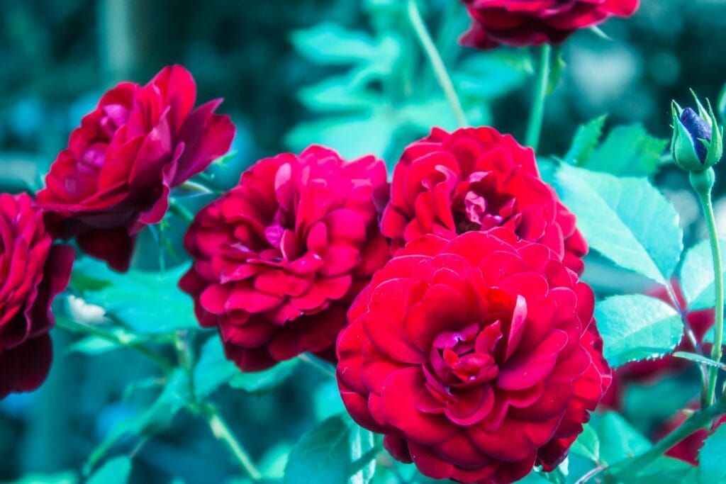 a group of red flowers