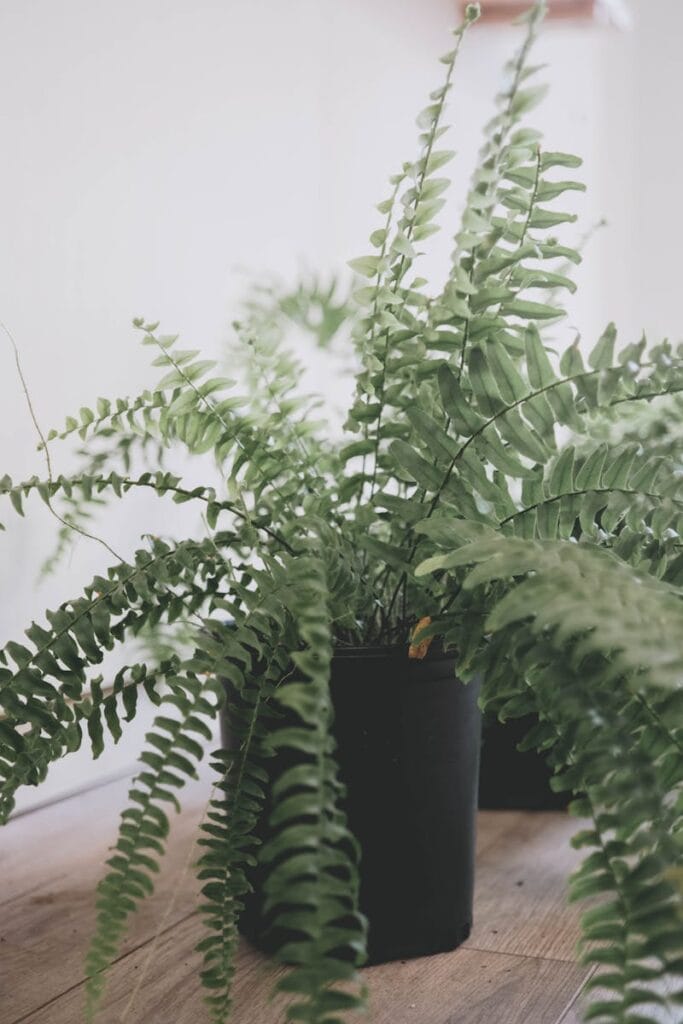 A beautifully vibrant fern in a black pot adds a touch of nature to indoor space.