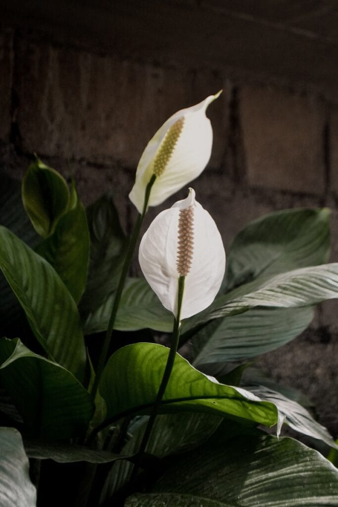 white flower with green leaves