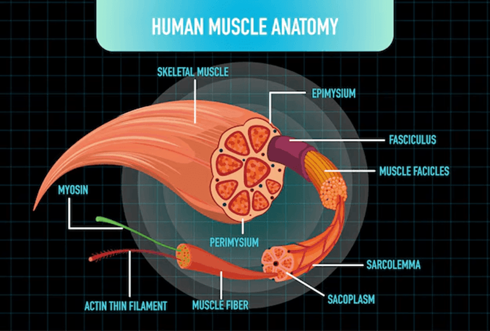 📊 Understanding EMG studies and exercise selection can help you customize workouts for specific goals like strength, hypertrophy, or injury rehabilitation.