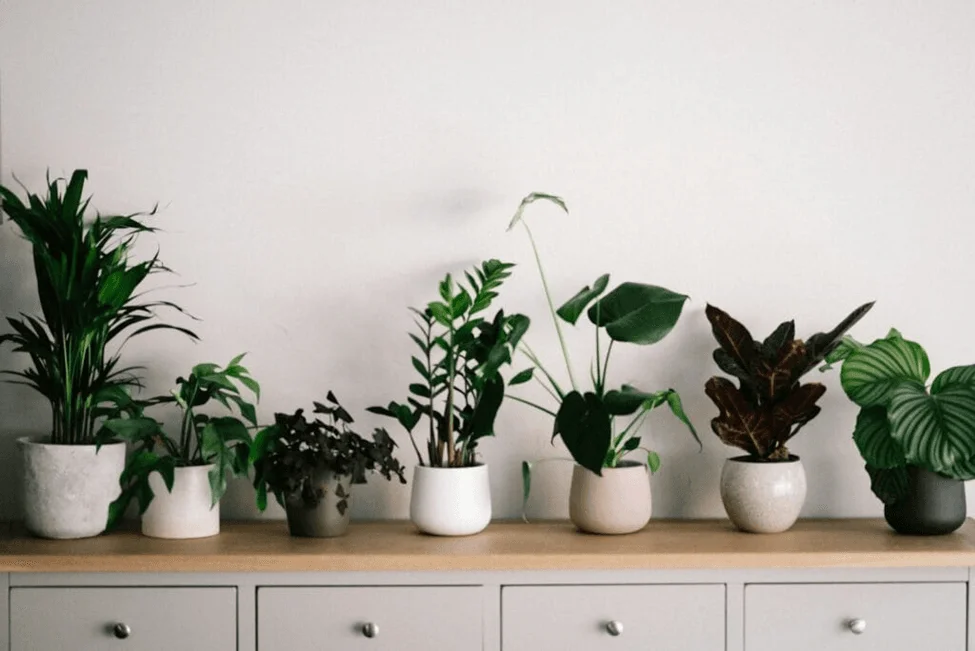 The Best Houseplants for Air Purification: Breathe Cleaner at Home