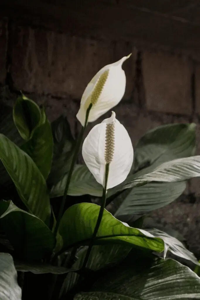 🌸 Peace lilies rank among the best houseplants for air purification because they tackle multiple toxins while adding crucial moisture to dry indoor environments.