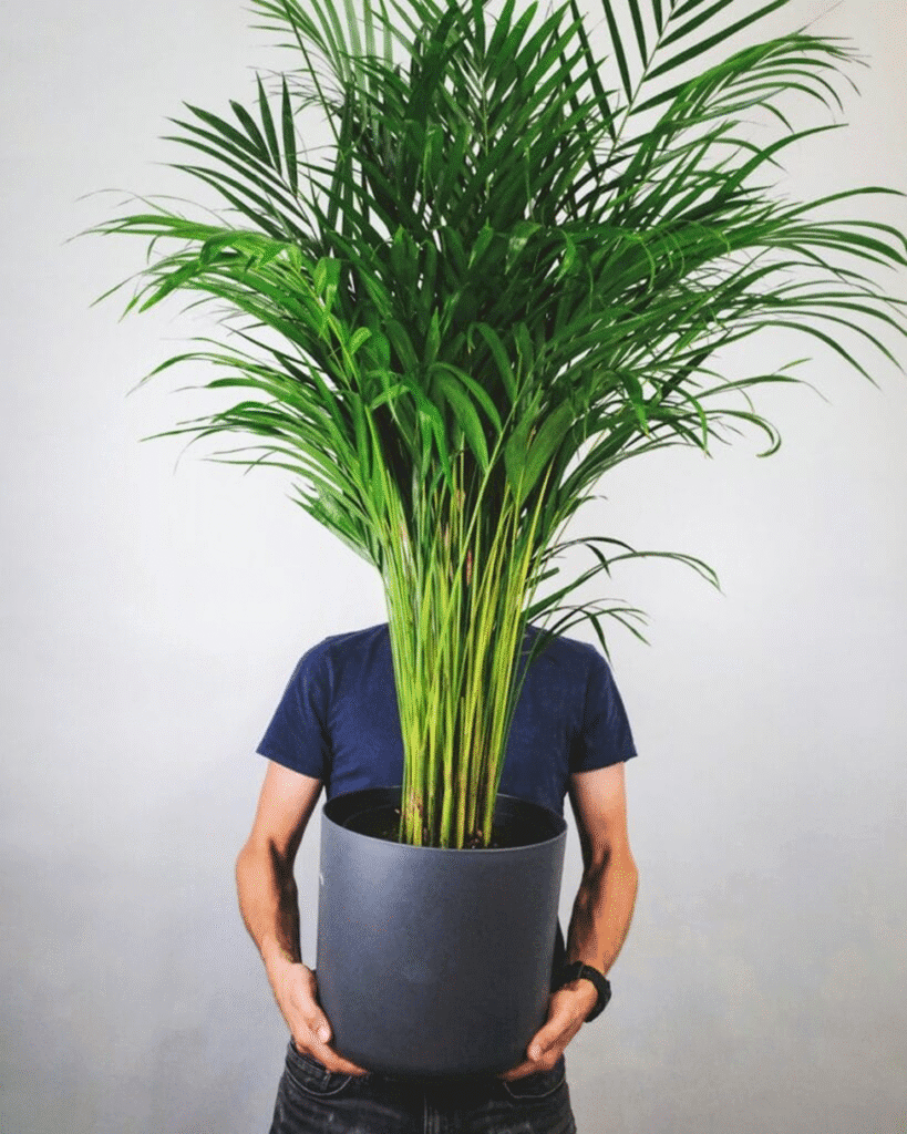 🌴 Areca palms deserve recognition among the best houseplants for air purification for families with pets.