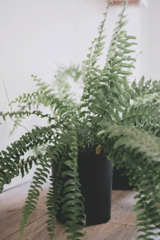 📌 Boston ferns excel among the best houseplants for air purification when targeting specific indoor pollutants like formaldehyde and xylene.