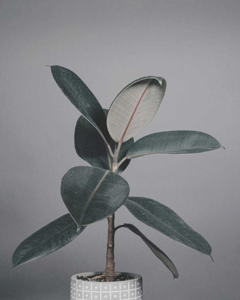 🔍 Rubber plants earn spots among the best houseplants for air purification through their exceptional ability to remove formaldehyde and carbon monoxide from indoor spaces.