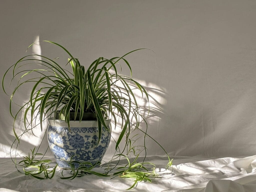 🕷️ Spider plants rank among the best houseplants for air purification for pet-owning families because they're completely safe while removing carbon monoxide and formaldehyde effectively. 