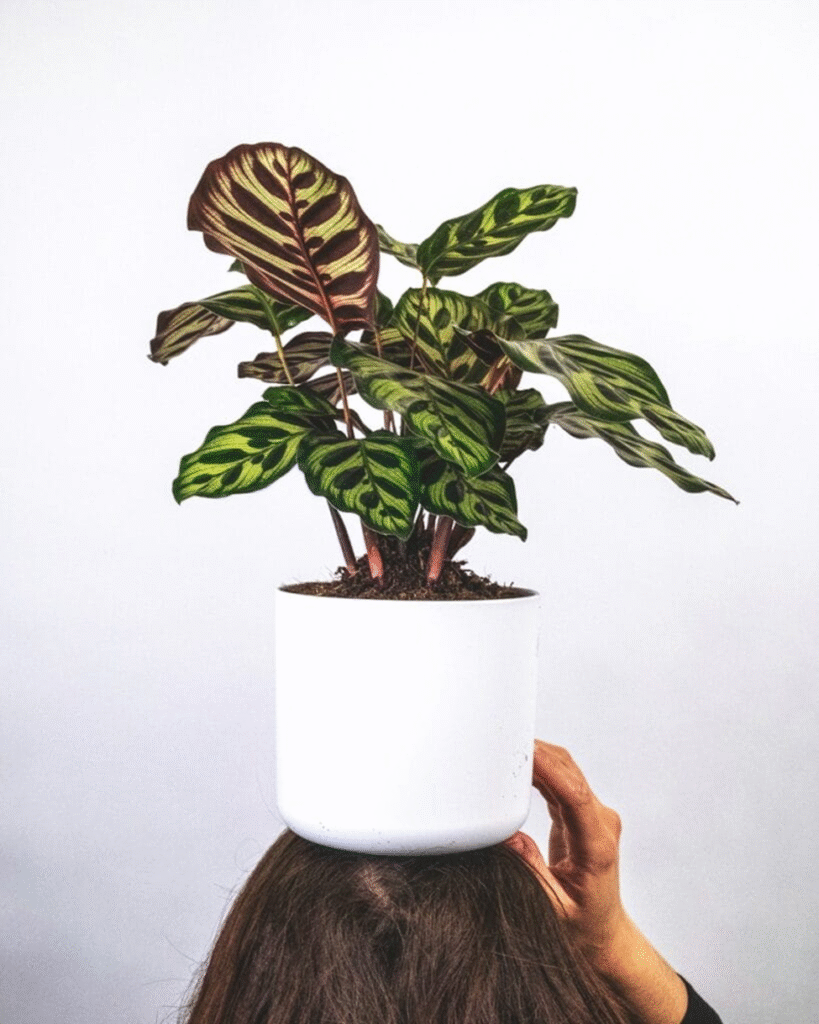 🍃 Calatheas deserve consideration among the best houseplants for air purification for their pet-safe properties and stunning leaf patterns.