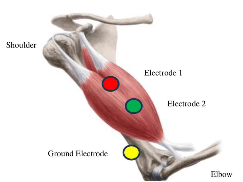 EMG Studies and Exercise Selection