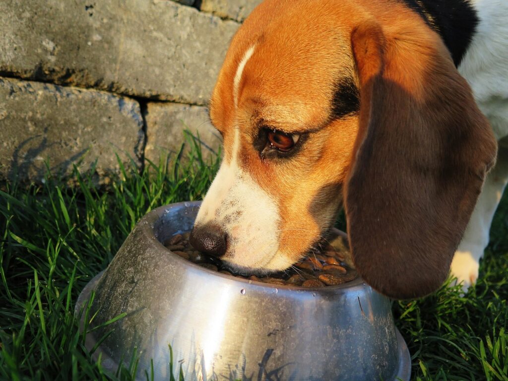 dog, meal, food bowl, dog food, feed, food, dry, garden, animal, domestic animal, nature, domestic dog, purebred dog, beagle, feeding, hunting dog, reward, wildlife, pet, brown, hungry, Pet Nutrition Standards, dog food quality