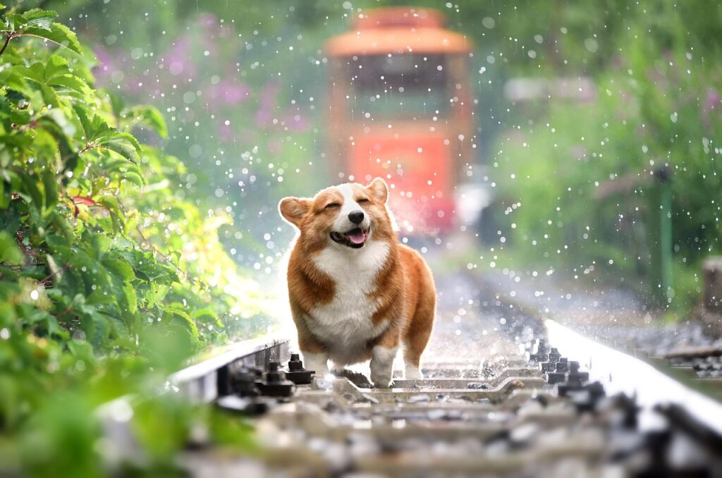 corgi, dog, pet, canine, rain, nature, animal, fur, snout, mammal, dog portrait, animal world, healthy dog diet