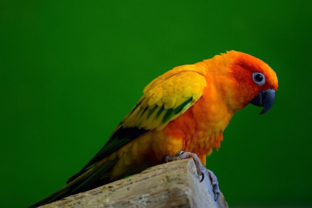 nature, wildlife, parakeet, colorful, parrot, multicoloured, cute, parakeet, parakeet, parakeet, parakeet, parakeet, parrot, parrot, parrot, parrot