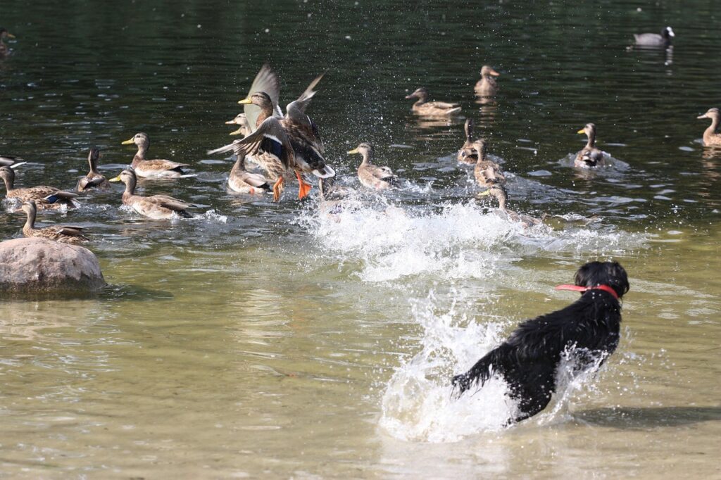ducks, joint, pet, animal, park, dog, running, escape, departure, game, joy, dog food quality