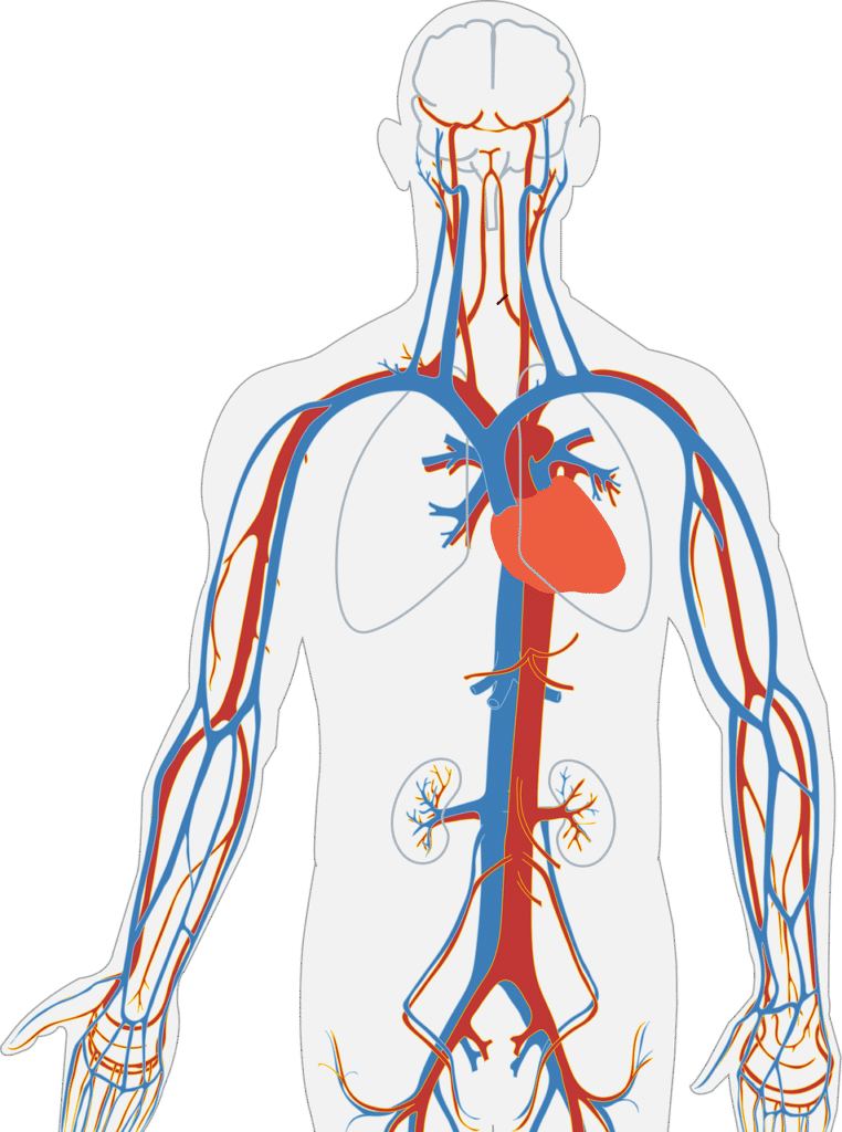 human body, circulatory system, circulation, anatomy, body, heart, artery, vein, biology, organ, cardiology, healthy, internal, flow, aorta, healthcare, cardiovascular, medicine, coronary, ventricle, vessels. Cardiovascular System: The Ultimate Life-Saving Guide Every Family Loves ❤️