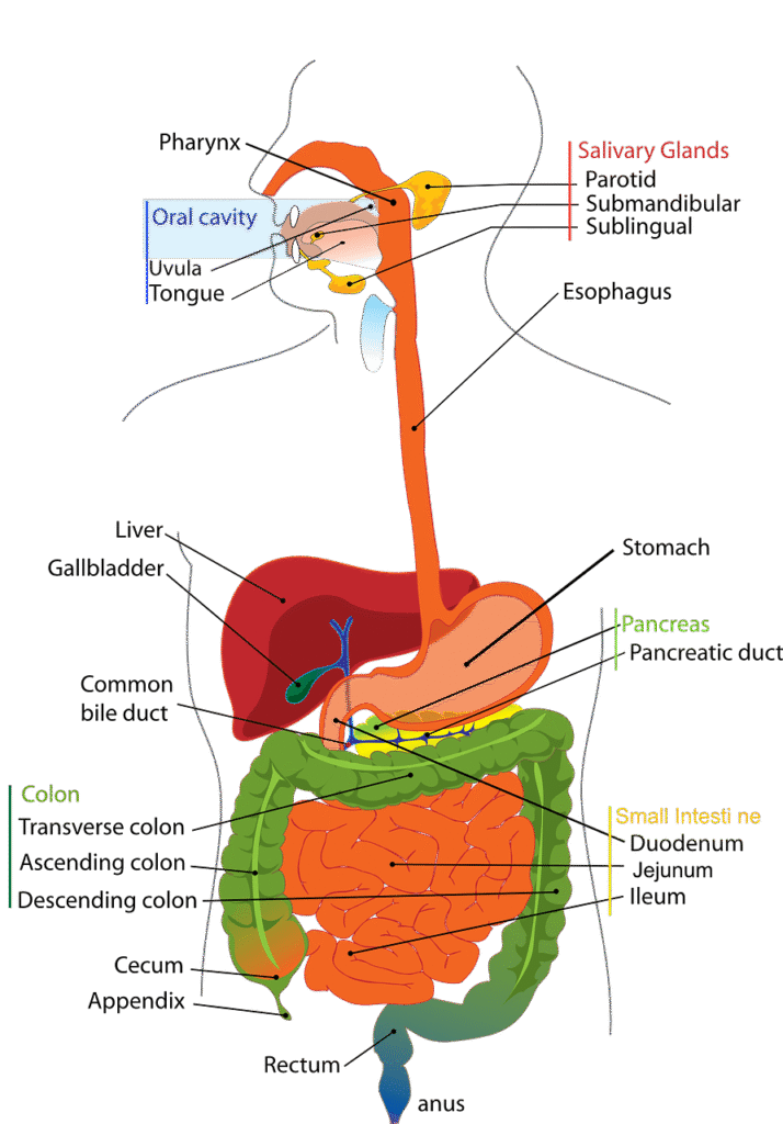 digestive, system, human, digestion, labelled, diagram, biology, anatomy, anatomical, abdomen, gastrointestinal, pancreas, stomach, colon, gallbladder, liver, duodenum, digestive, digestion, digestion, digestion, biology, anatomy, anatomy, pancreas, pancreas, pancreas, stomach, stomach, stomach, stomach, liver, liver, liver, liver, liver. Ultimate Digestive System Secrets: Revolutionary Family Guide