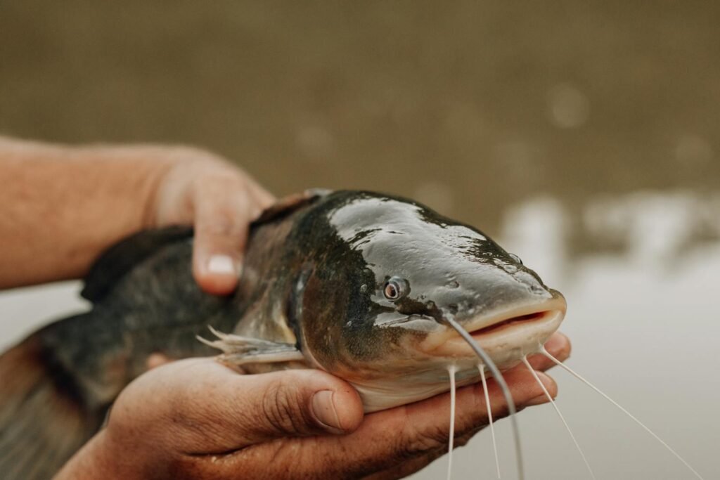 Catfish Season Recap: 300 Epic Family Catches You Won’t Believe 🎣