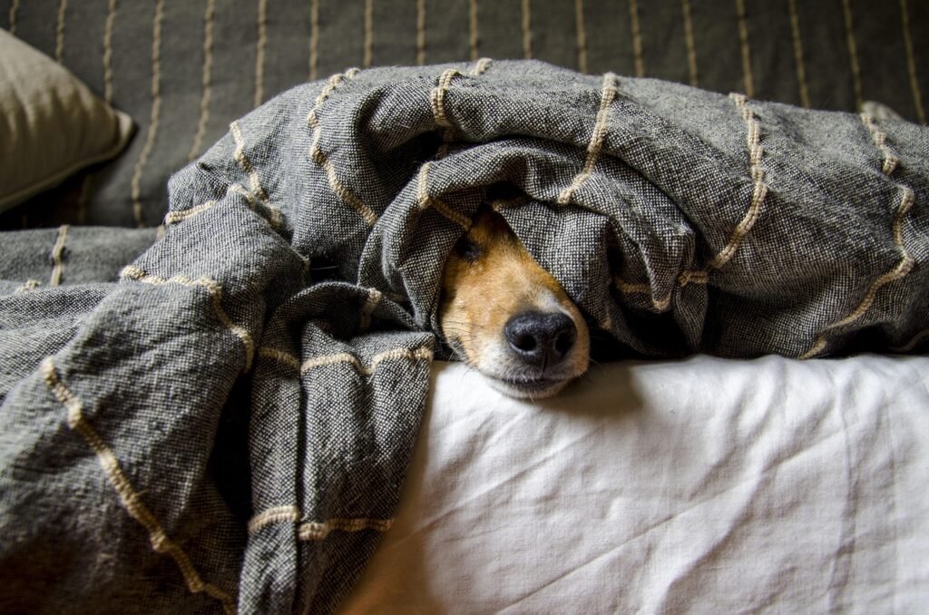 DIY Pet-Friendly Home Projects: 7 Stylish Upgrades Families Love