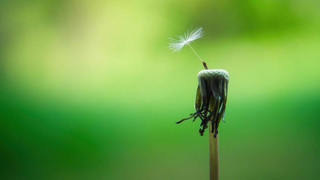 dandelion, macro, seeds, close up, nature, pointed flower, spring, flying seeds, structure, blossom, bloom, plant, tender, mindfulness, hope, meadow, filigree, umbrella, mindfulness, hope, hope, hope, hope, hope