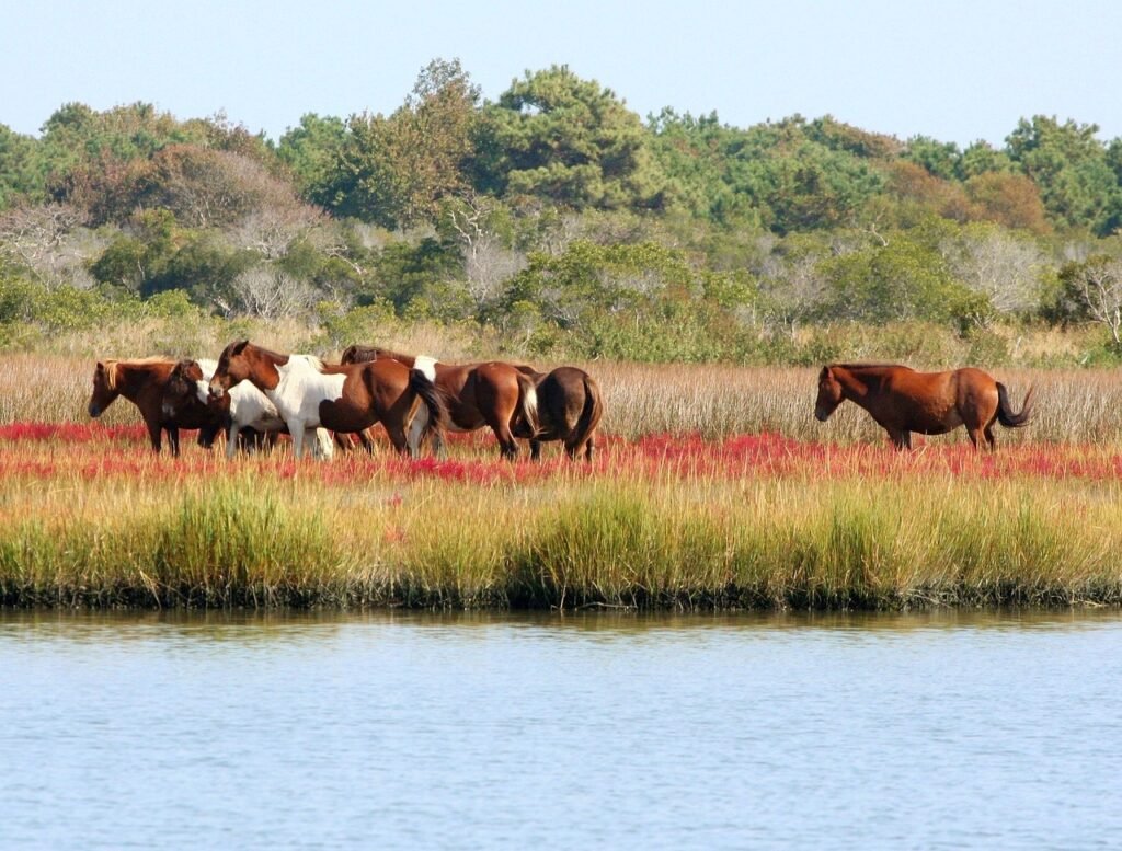 wild horses, herd, marsh ponies, assateague, swamp, bog, wetlands, inland waterways, wild horses, wild horses, wild horses, wild horses, wild horses, bog