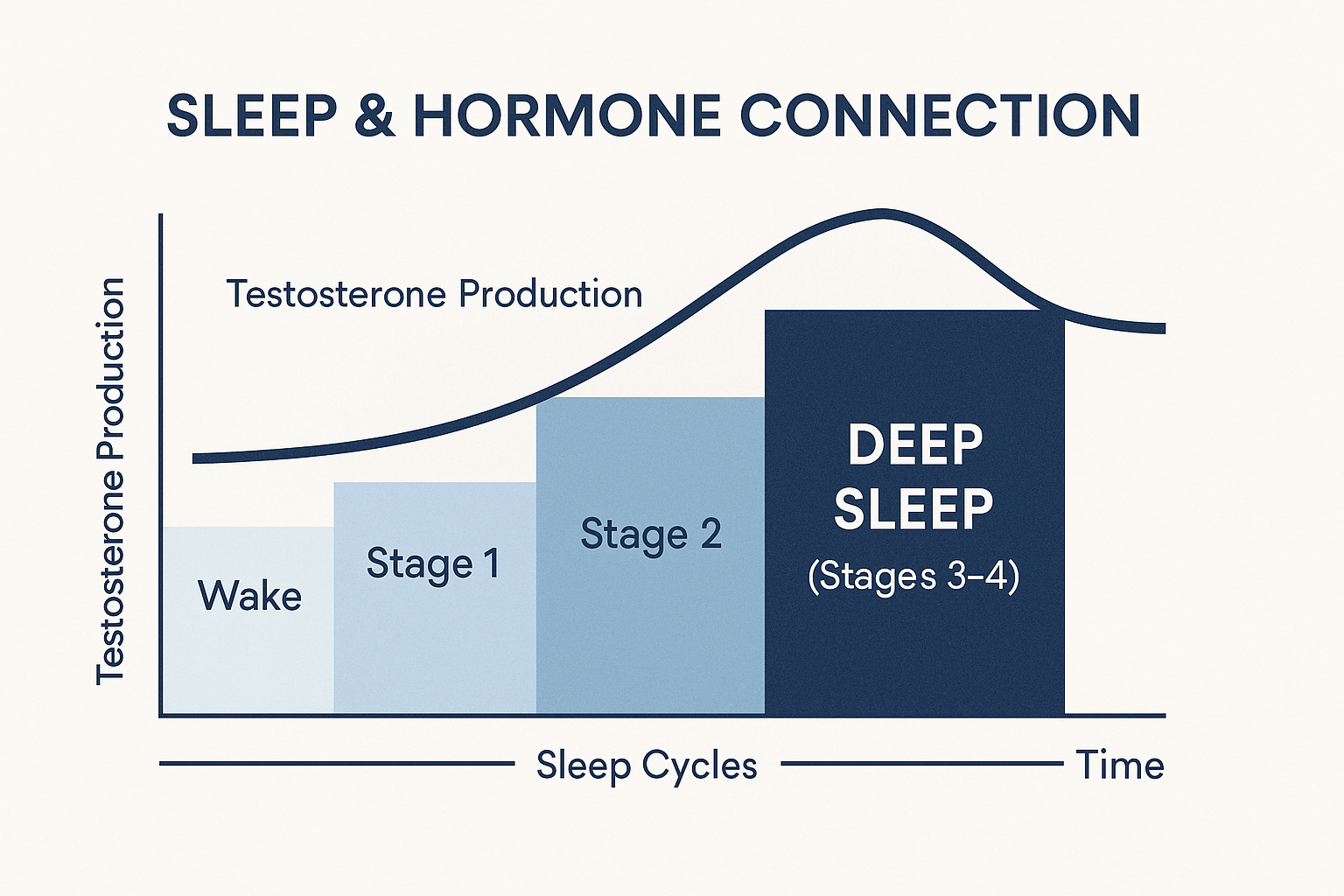 Infographic showing testosterone production rising through sleep stages, peaking during deep sleep (Stages 3–4).”